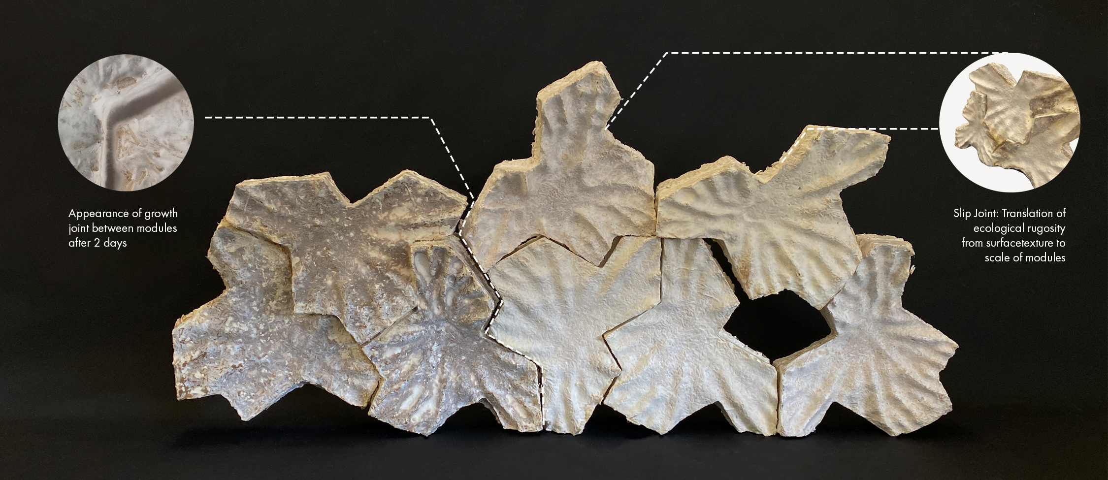 Mycelium-Based Composites surface texture