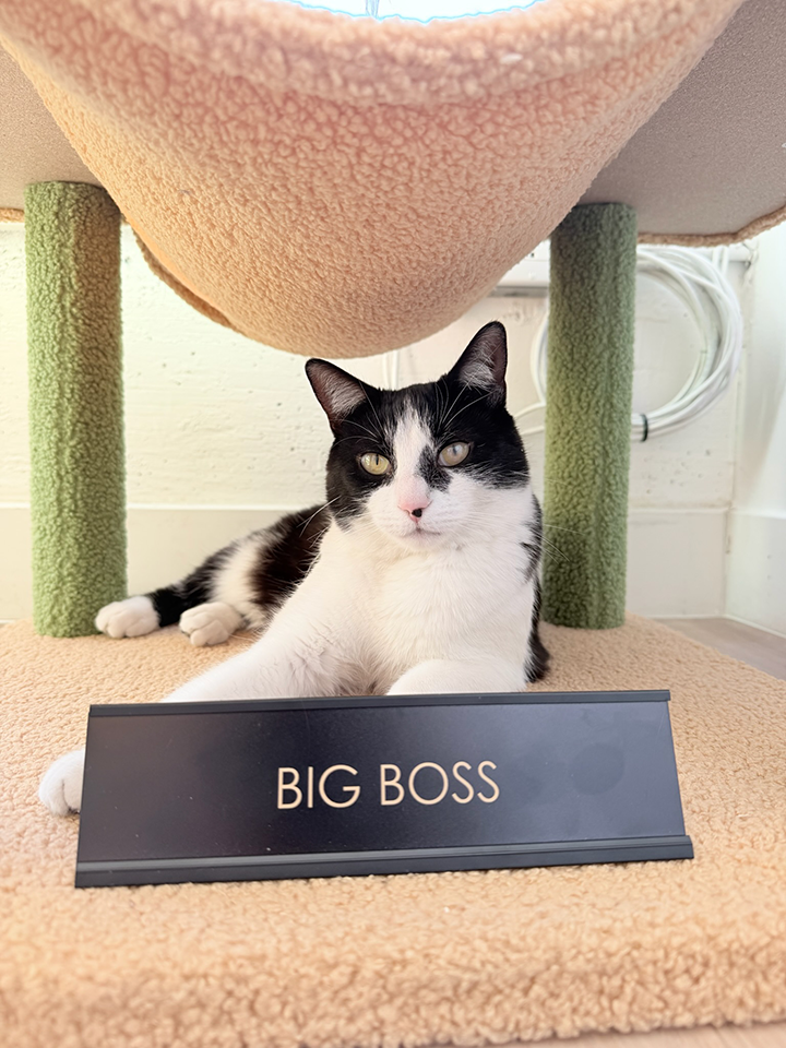 a black and white cat sits on a tan and green cat tree behind a sign that reads "Big Boss"